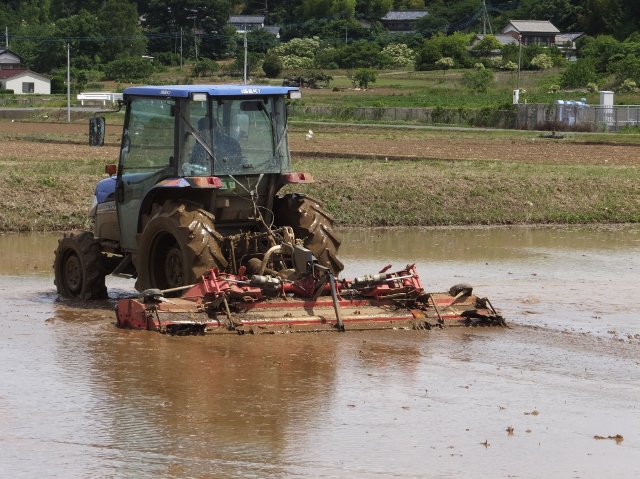 田植えの前に田んぼに水を張ってトラクターを使い、さらに土塊を細かく砕きかき混ぜてから平らにする「代かき」をすることによって、田んぼの水漏れを防いだり苗がむらなく生育するといわれています
